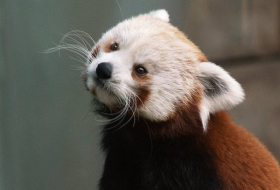 Red Panda dies at Pennsylvania Zoo a year after brother’s death  